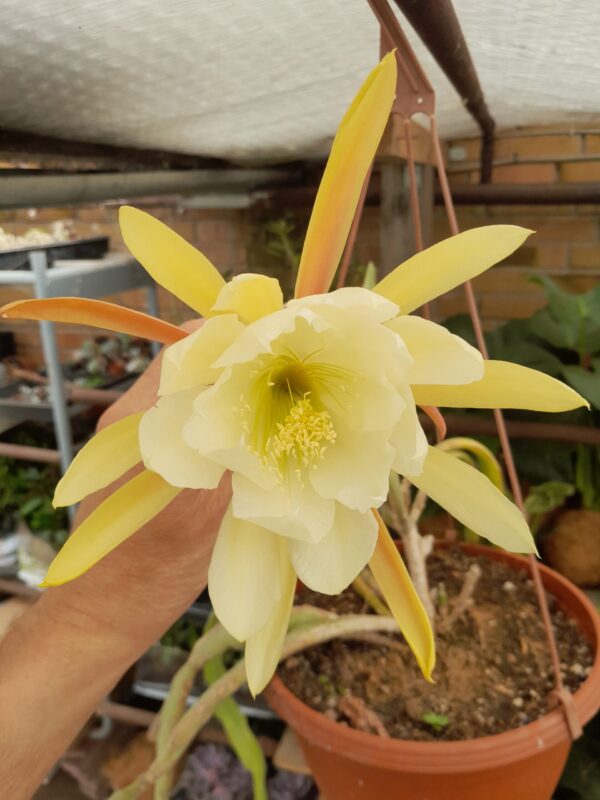 Epiphyllum crenatum