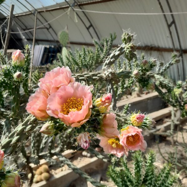 Cylindropuntia viridiflora