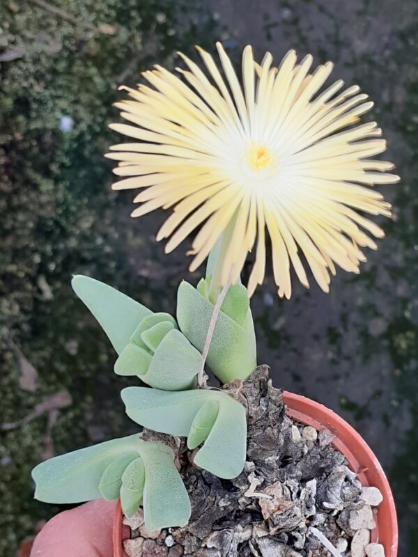 Cheiridopsis excavata (=Ihlenfeldtia excavata)