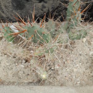 Opuntia fragilis, Kansas