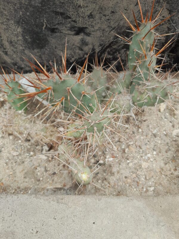 Opuntia fragilis, Kansas