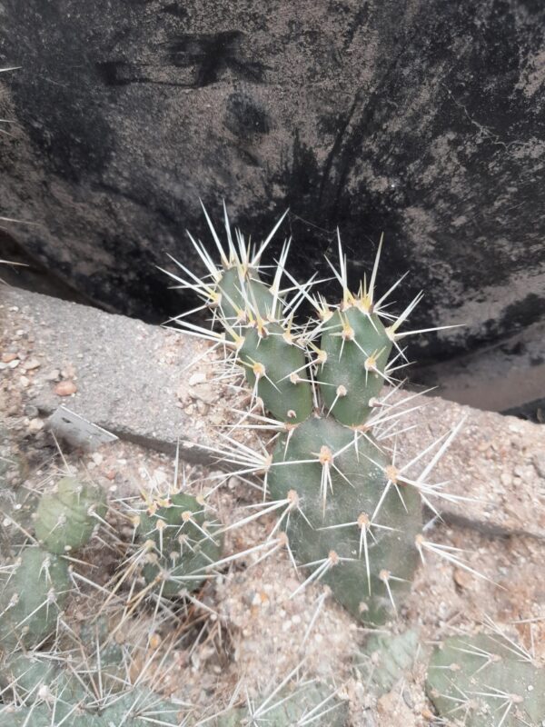 Opuntia fragilis MK1320