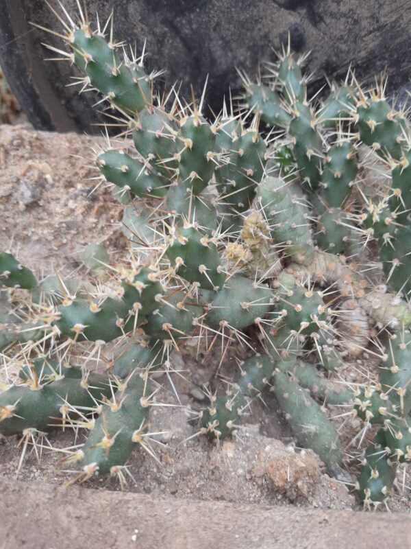 Opuntia fragilis, Michigan