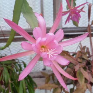 Epiphyllum cv. Novent