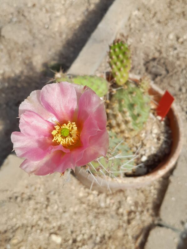 Opuntia polyacantha, South Dakota