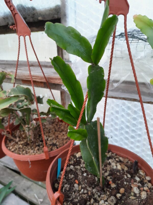 Rhipsalis agudoensis