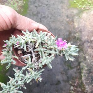 Ruschia pulvinaris, Trompsburg