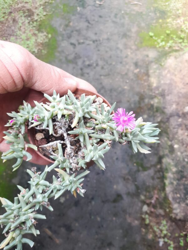 Ruschia pulvinaris, Trompsburg