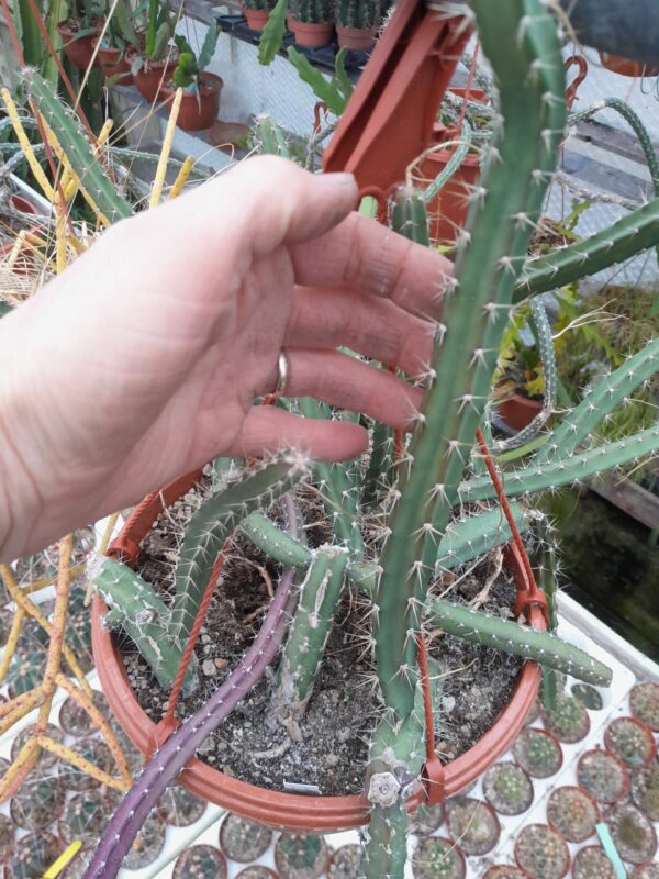 Selenicereus coniflorus