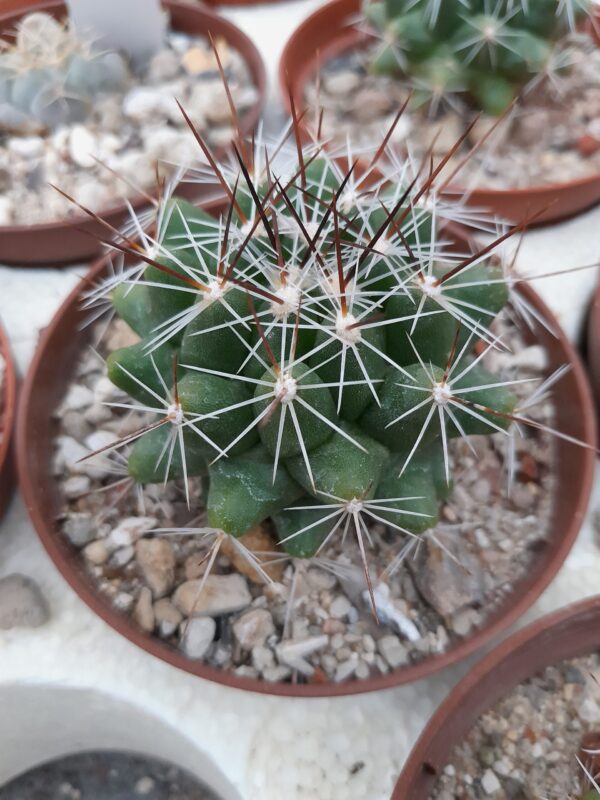 Thelocactus conothelos ssp. garciae