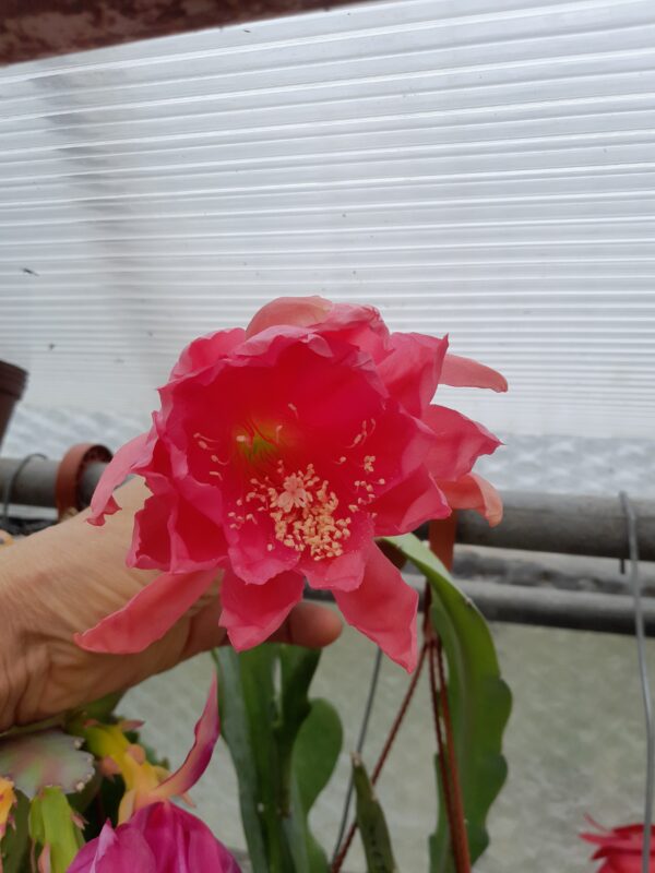 Epiphyllum cv. Victor Hugo