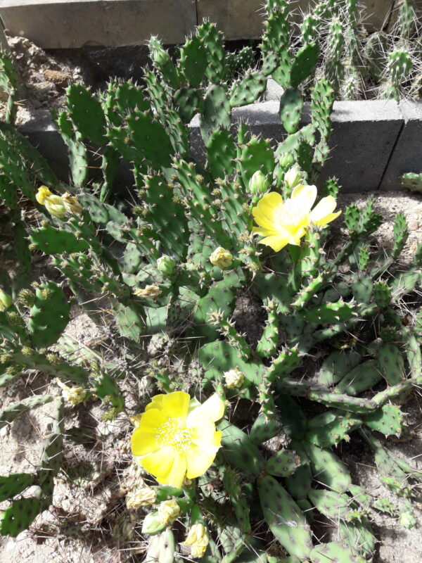Opuntia drummondii (=O. pusilla), North Carolina, Wilmington - Image 2
