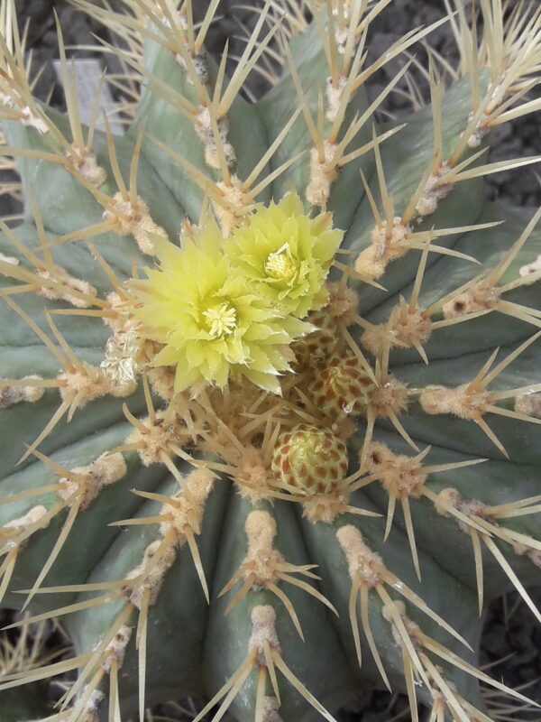 Ferocactus glaucescens - Billede 2