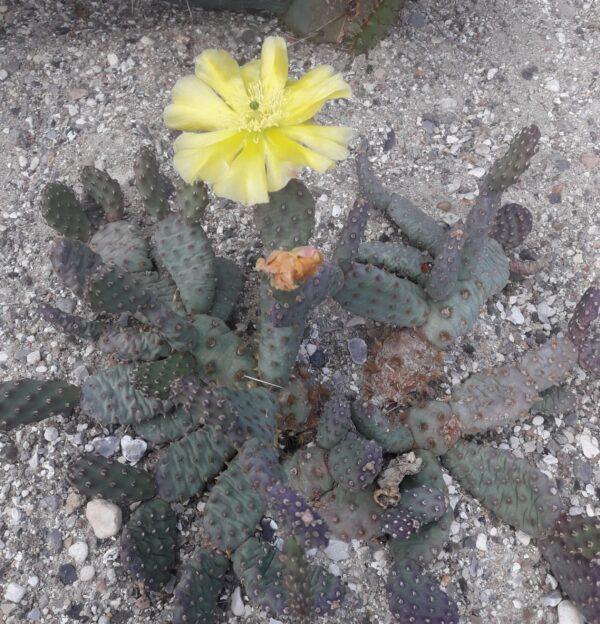 Opuntia aurea, Utah, St. George