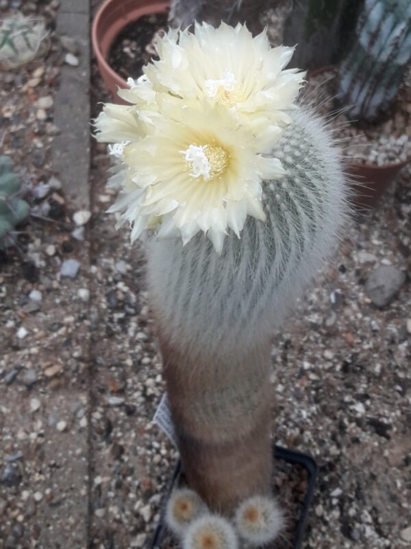 Parodia leninghausii cv albispina - Image 2