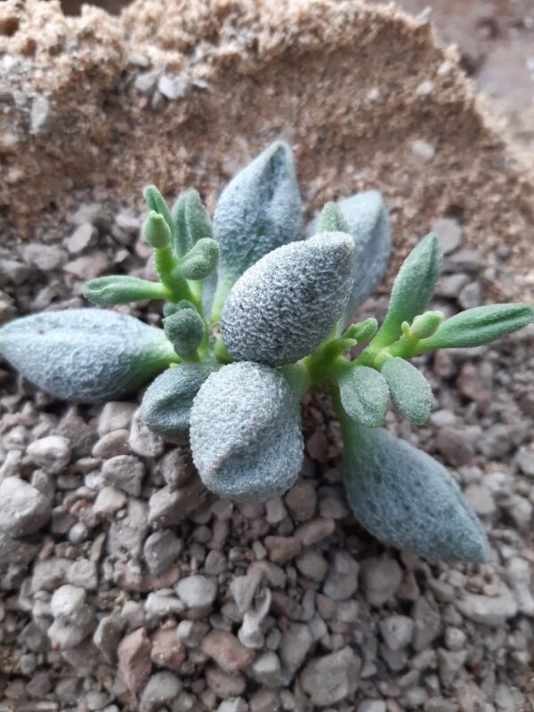 Adromischus marianiae f. alveolatus