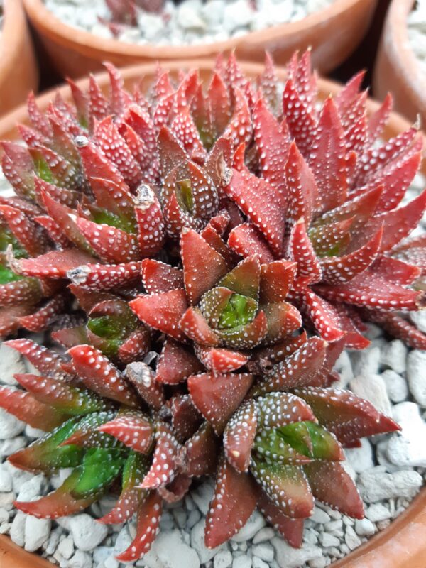 Haworthia attenuata f. Enon