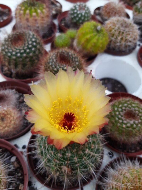 Parodia concinna