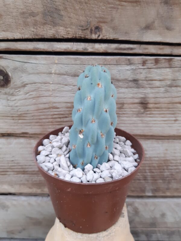 Miqueliopuntia miquelii - Image 2