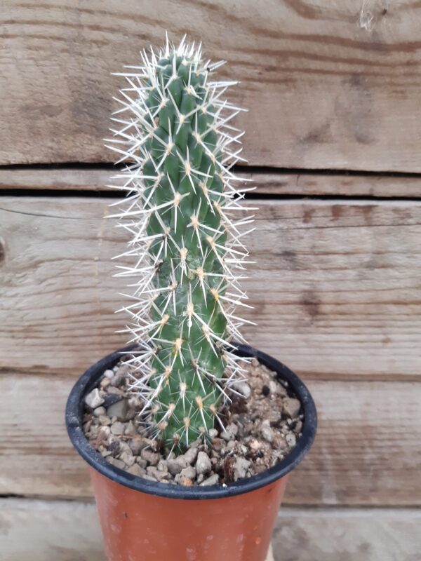Cylindropuntia bigelovii