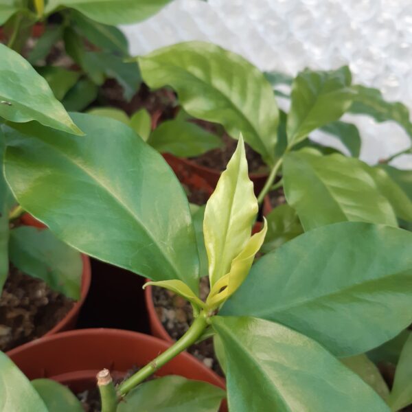 Pereskia aculeata - Image 2