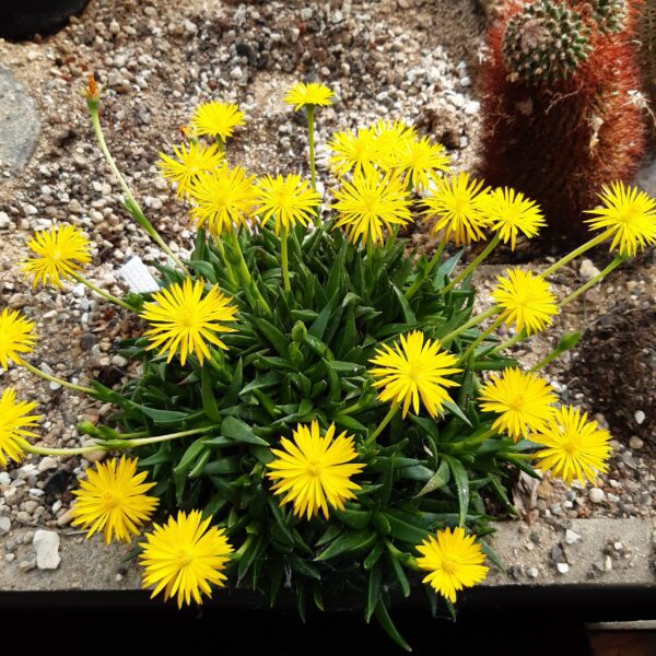 Bergeranthus multiceps