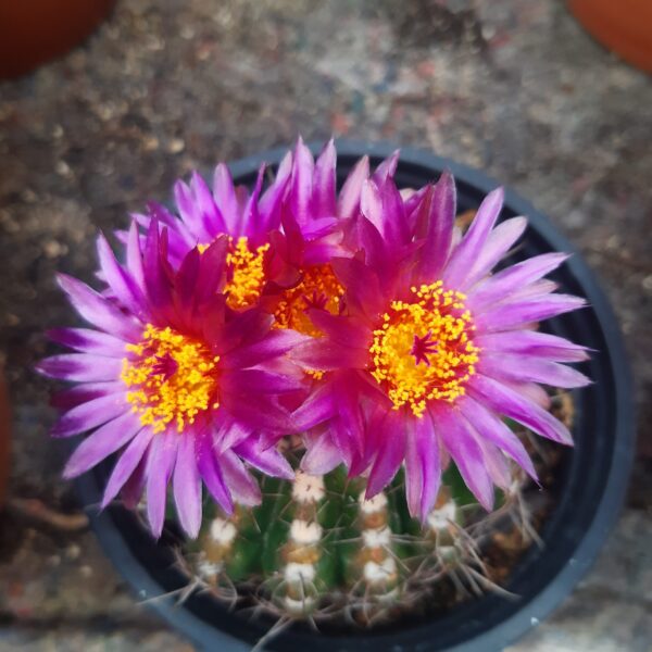 Parodia crassigibba (=P. werneri = Notocactus uebelmannianus) - Image 2