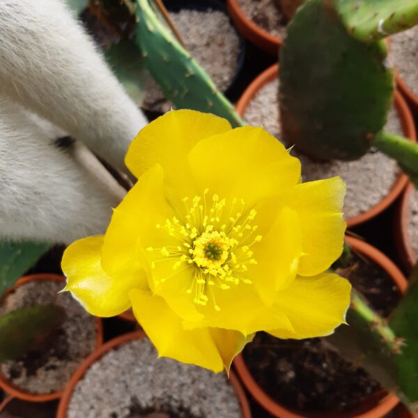 Opuntia orbiculata, Texas, Seymour - Image 2
