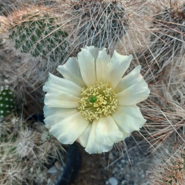 Opuntia polyacantha v hystricina, hvid blomst