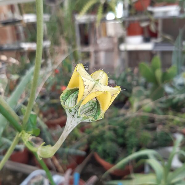 Ceropegia cv Uranus