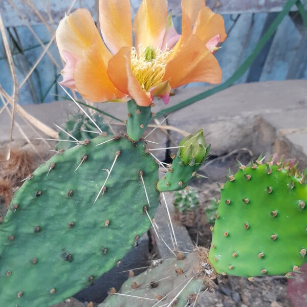 Opuntia phaeacantha cv. Orangeade