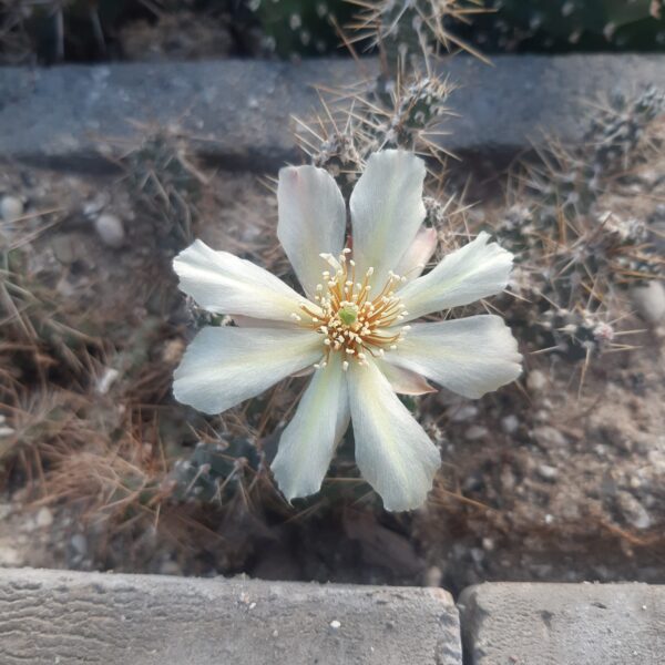 Opuntia fragilis cv 9C