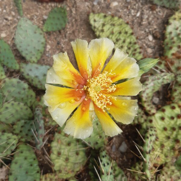 Opuntia cv "Eriks Orange"