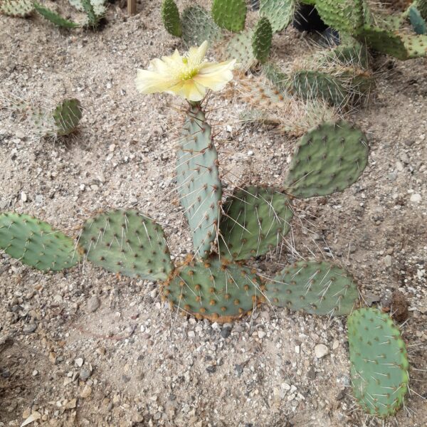 Opuntia gilvescens, New Mexico, Bernalillo