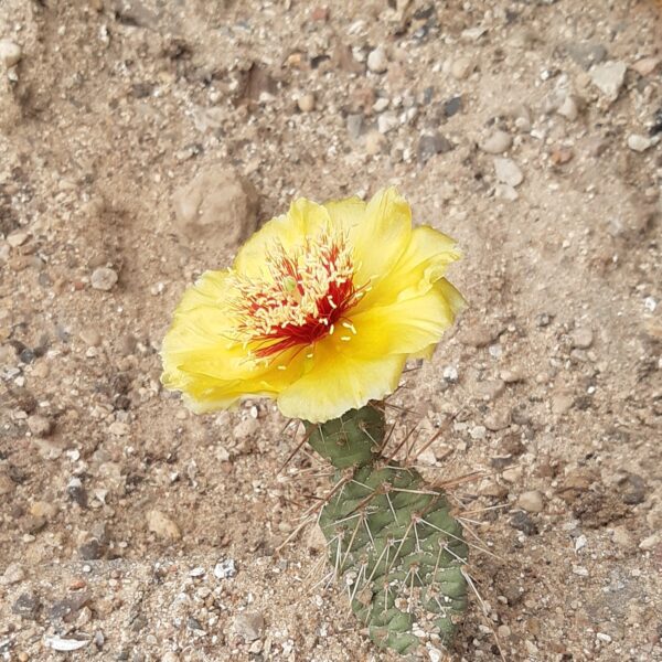 Opuntia fragilis cv Friedrichshafen