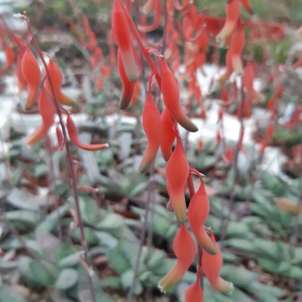 Gasteria glauca, Kouga River - Billede 2