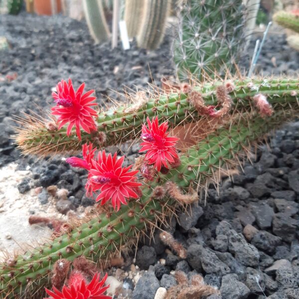 Cleistocactus samaipatanus (=Borzicactus samaipatanus)