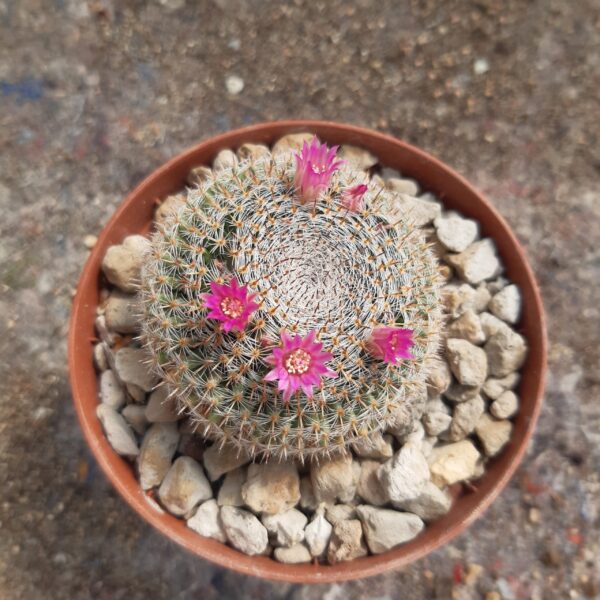 Mammillaria perbella