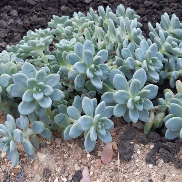 Sedum clavatum