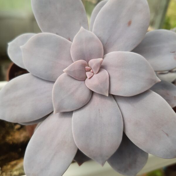 Graptopetalum superbum