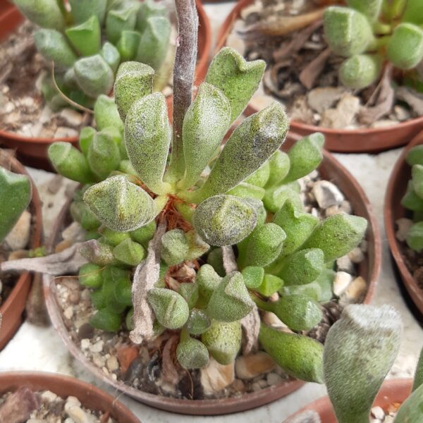 Adromischus cristatus v. schonlandii