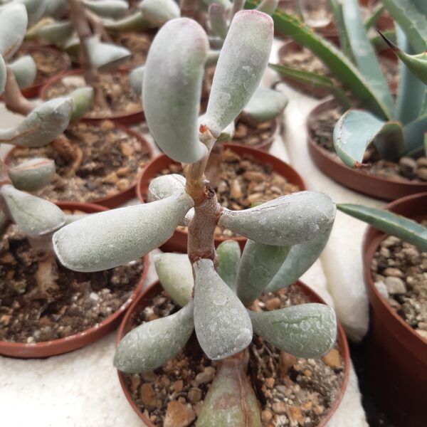 Adromischus triflorus