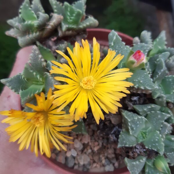 Faucaria tuberculosa