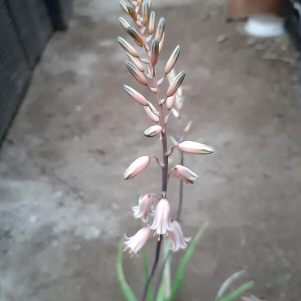 Aloe bellatula x albiflora - Image 2