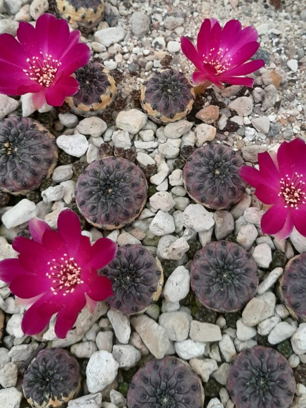 Sulcorebutia rauschii (=Rebutia canigueralii)