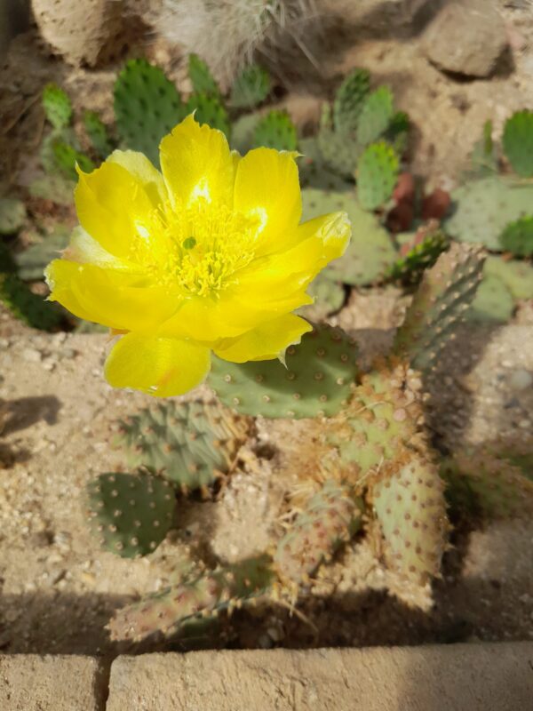 Opuntia aurea, gul blomst