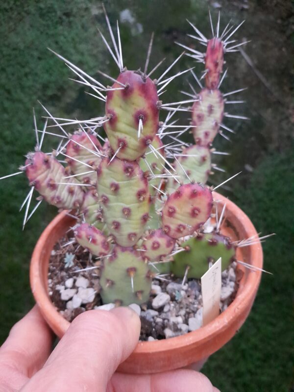 Opuntia drummondii (=O. pusilla), North Carolina, Wilmington