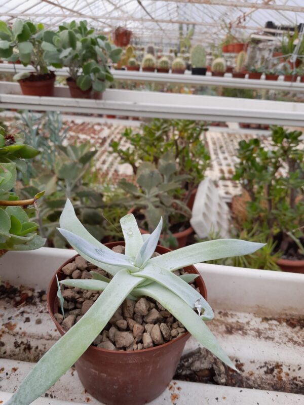 Dudleya brittonii - Image 2