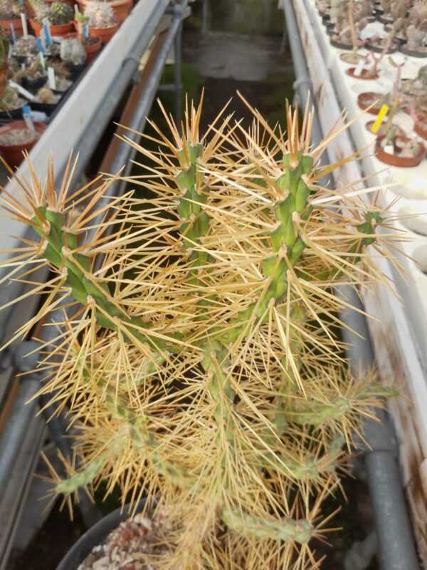 Cylindropuntia molesta