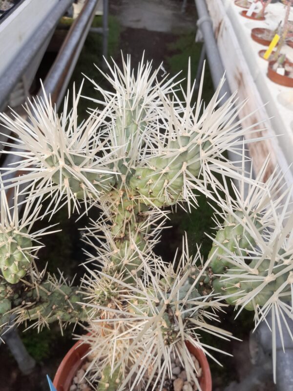 Cylindropuntia echinocarpa